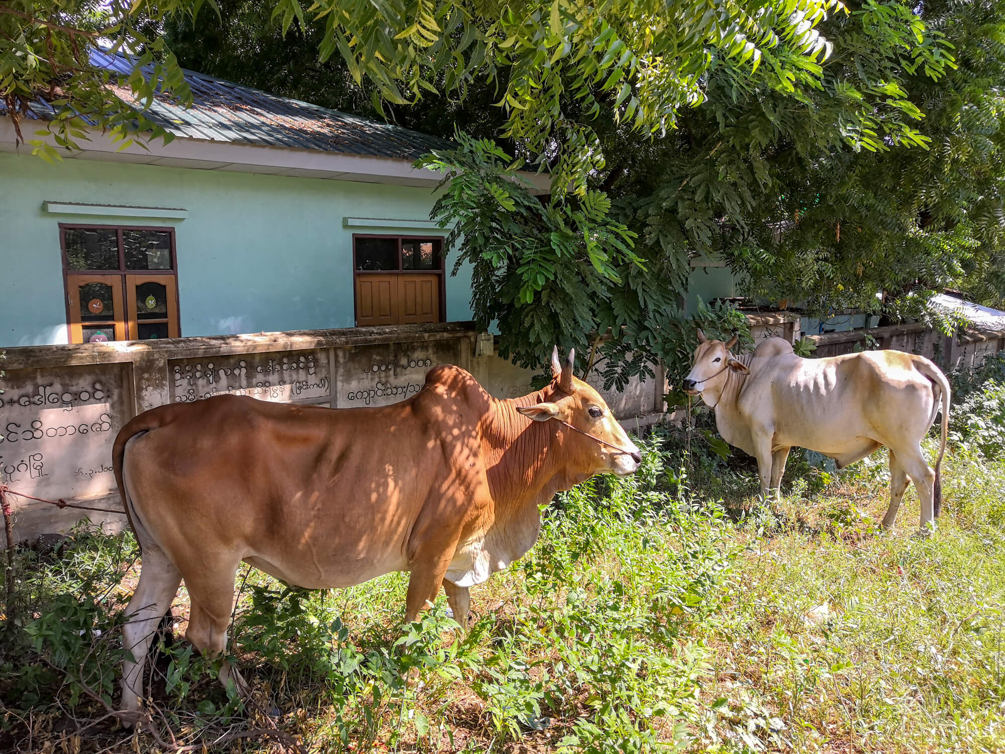 des vaches en pleine ville en Birmanie