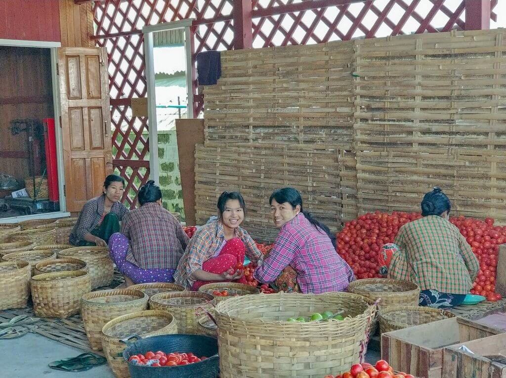 des birmanes trient les tomates des jardins flottants à Nyaung Shwe
