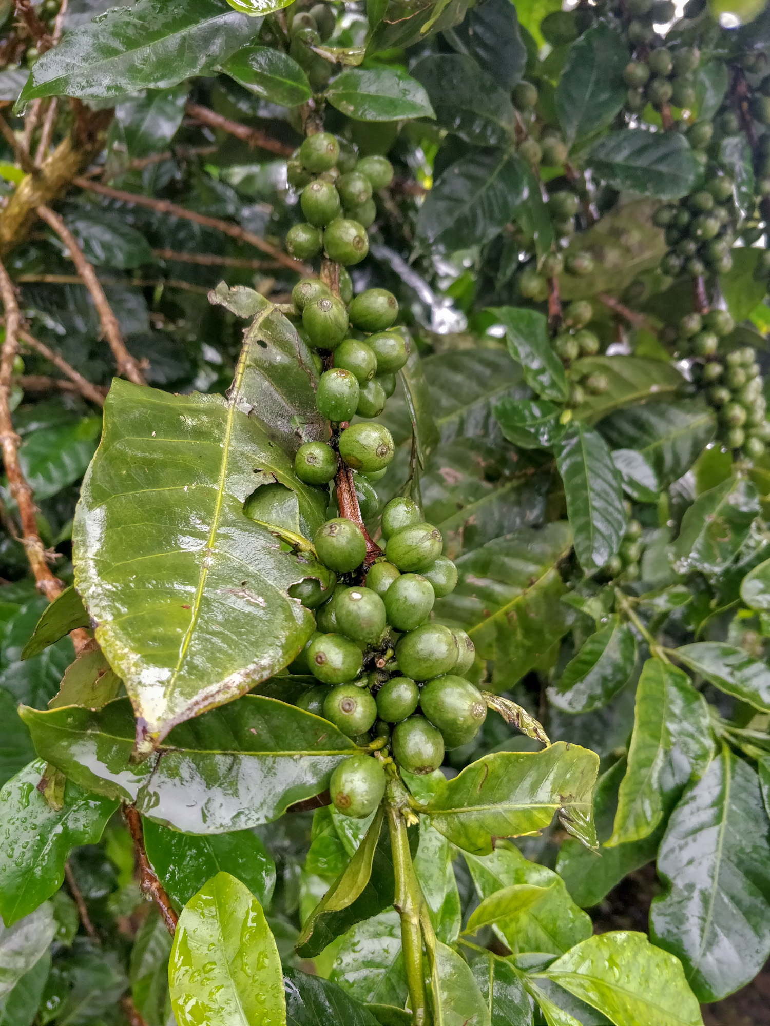 les grains de café d'un caféier pendant le trek de Kalaw