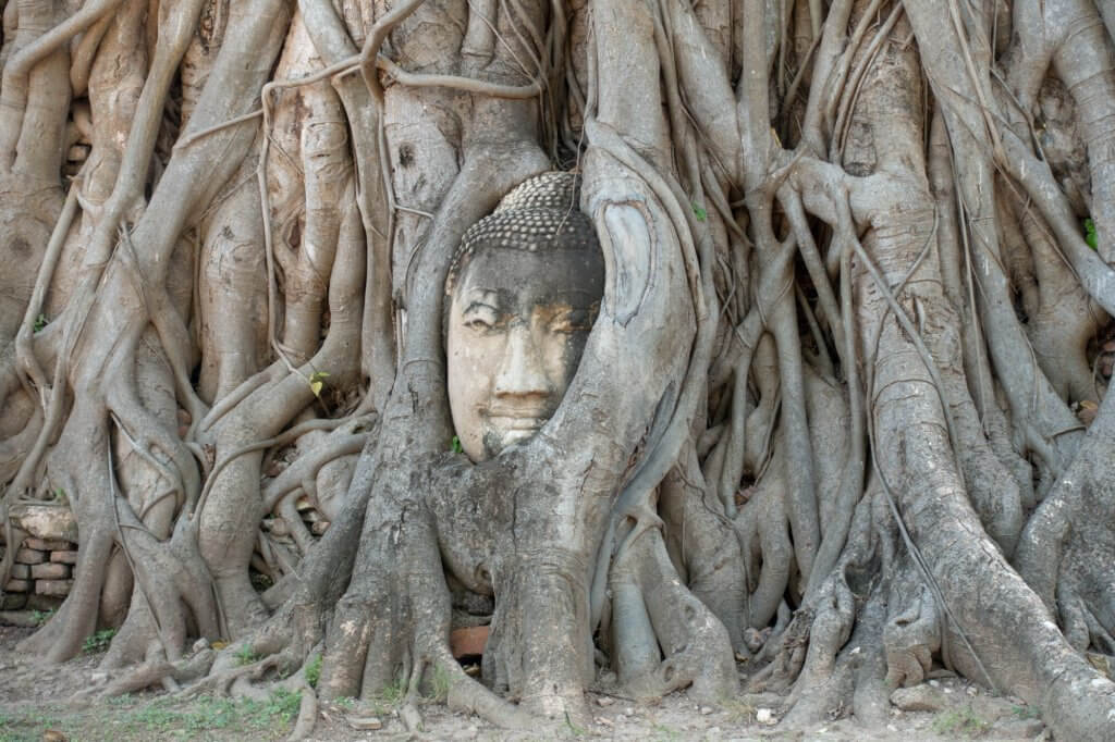 la célèbre tête de bouddha à Ayutthaya