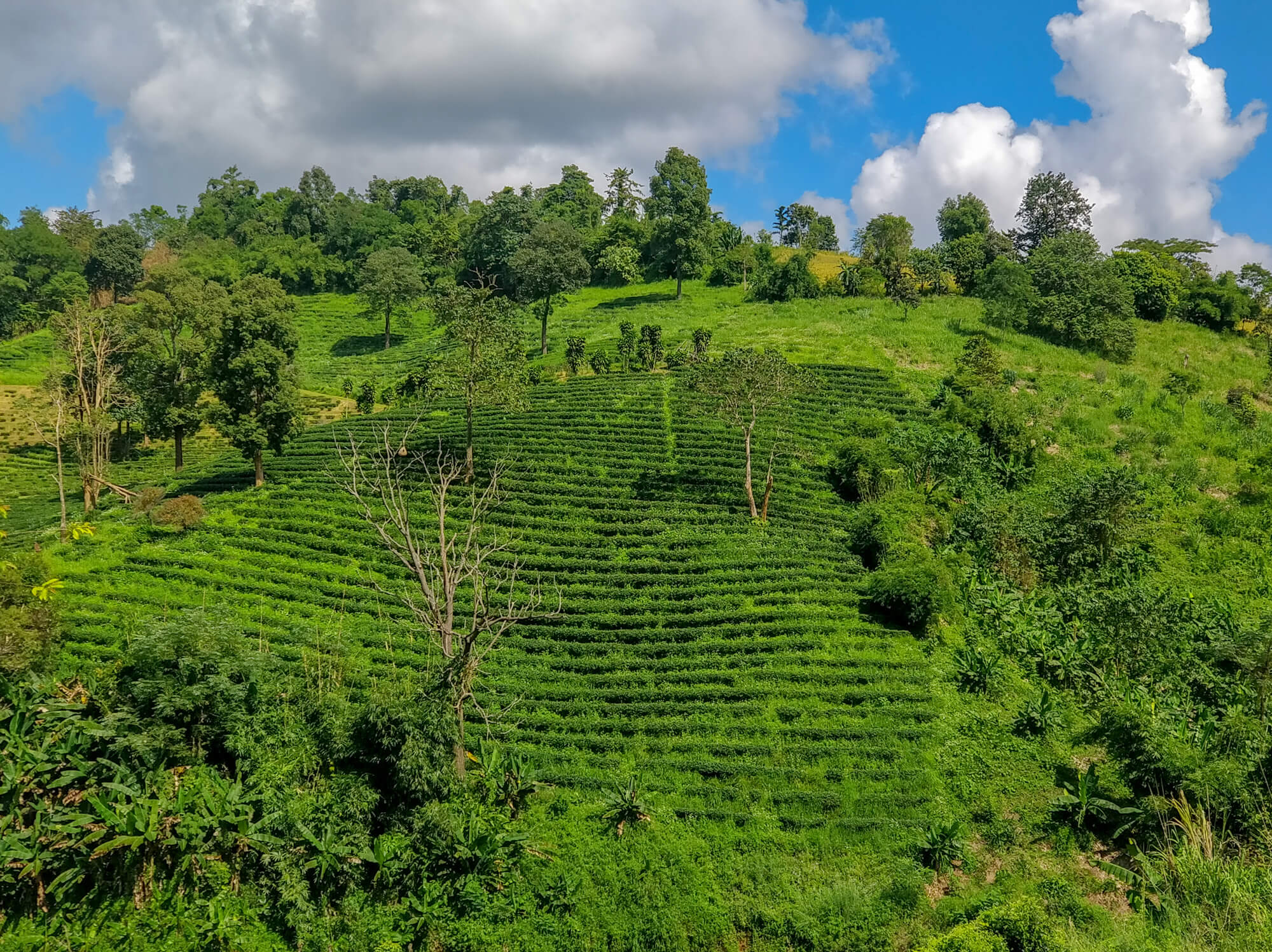des plantations de thé à Mae Salong au nord de la thaïlande