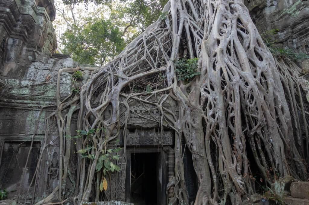 le temple Ta Prohm sur le petit tour à Angkor