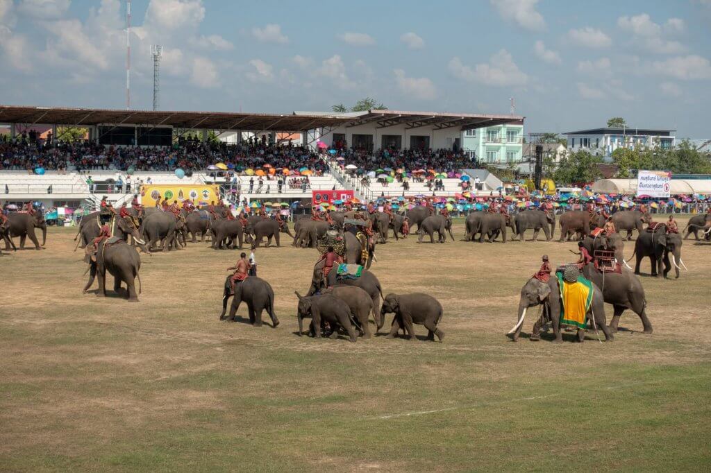 le festival des éléphants à Surin