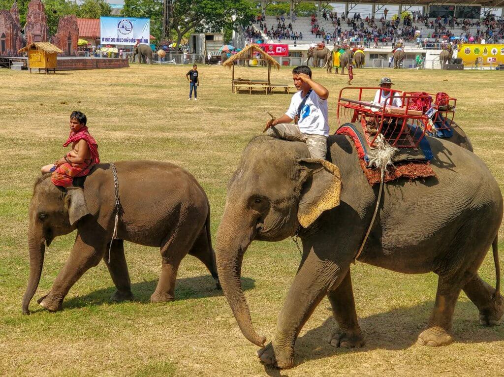 le festival des éléphants à Surin en Thaïlande