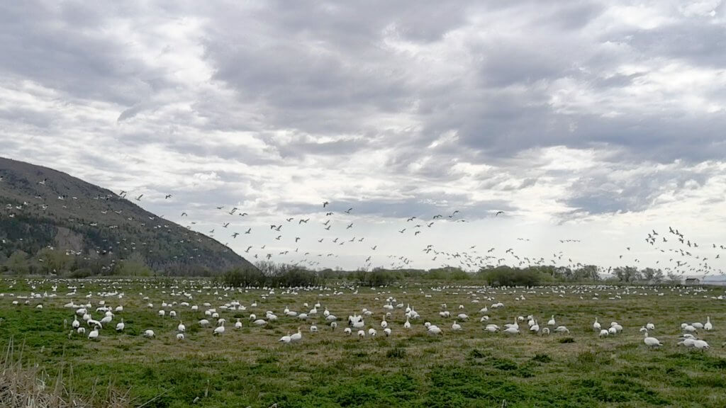 Une belle envolée des oies blanches à l'entrée de la réserve faunique du cap-tourmente