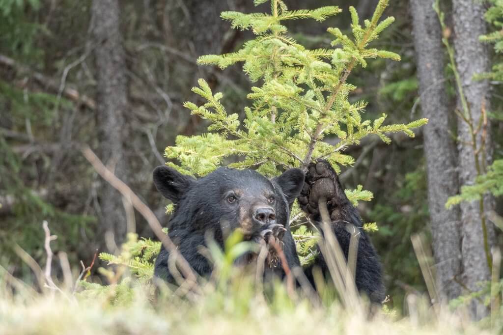 Un ours noir dans la forêt en Alberta
