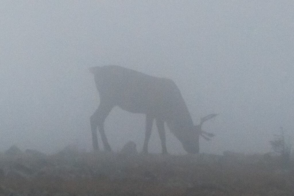 Un des caribous surgissant à travers le brouillard