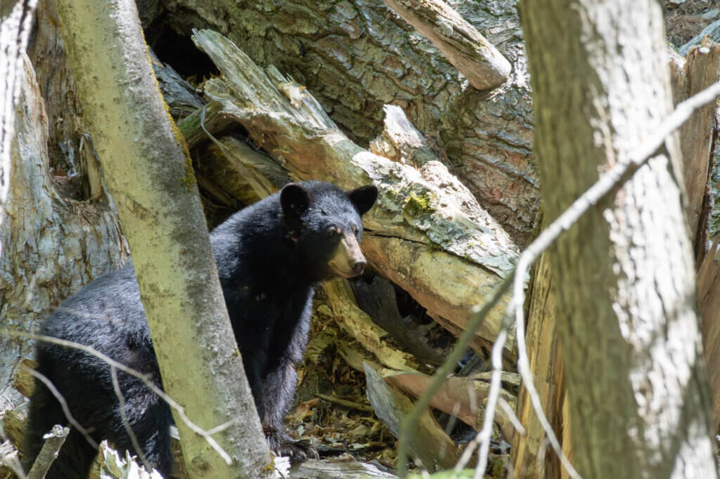 Ours noir au Cap-Tourmente