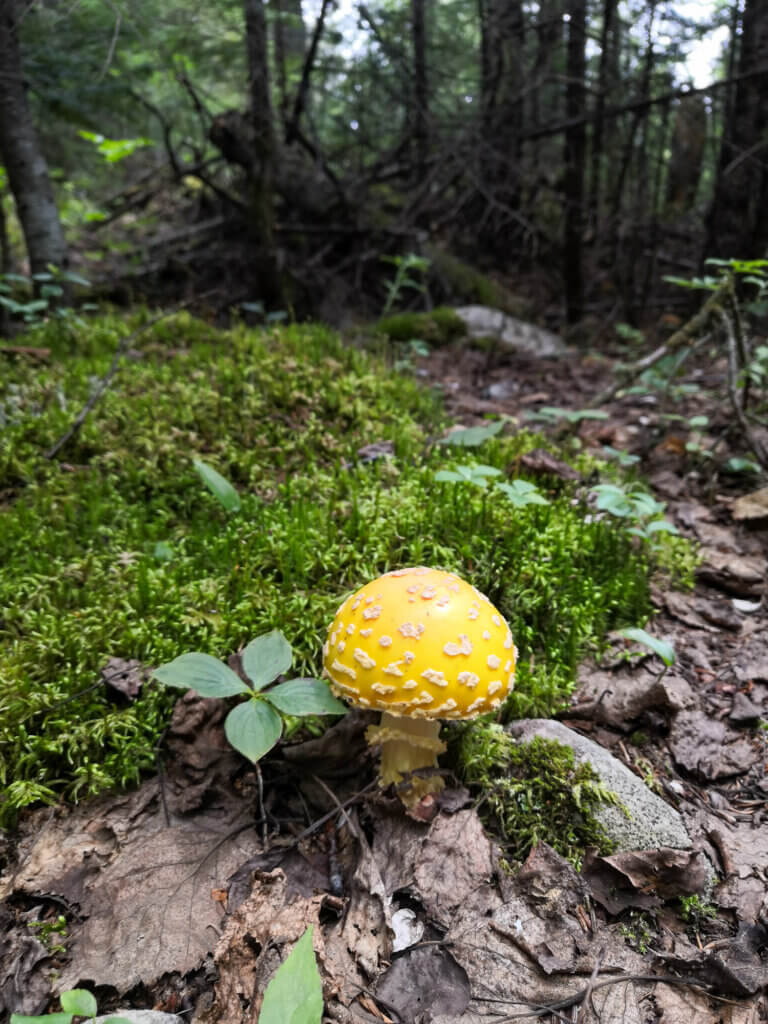 un champignon dans la forêt boréale de Charlevoix