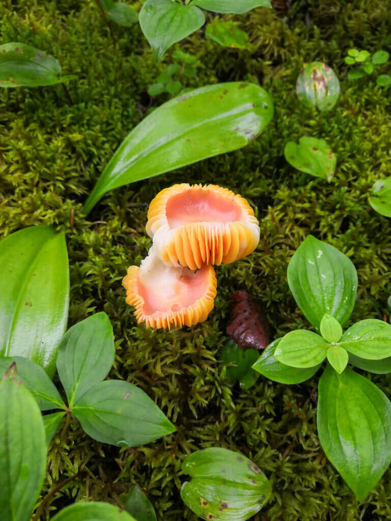 un champignon dans Charlevoix