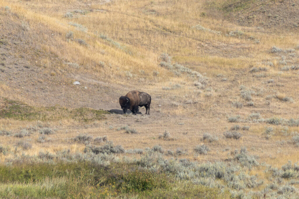 un bison dans le Grasslands National Park au centre du Canada