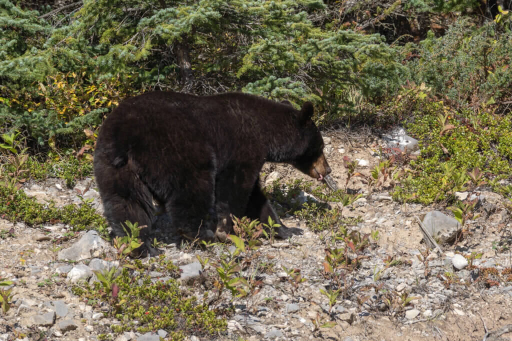 un ours vu lors de notre road trip d'1 mois au Canada