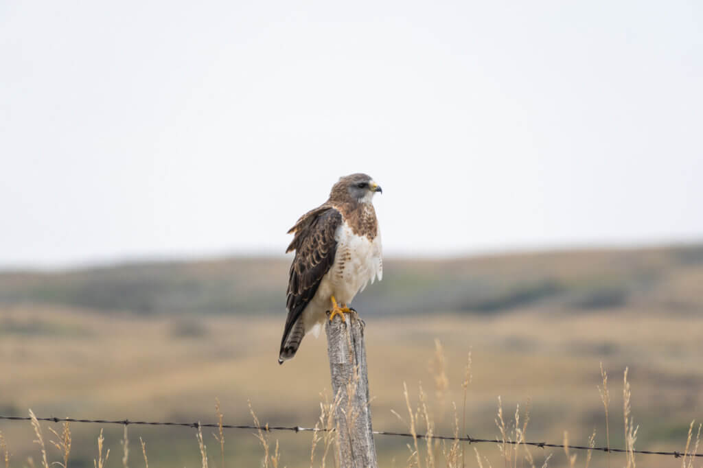 Faucon dans le parc des Grasslands au sud de la Saskatchewan