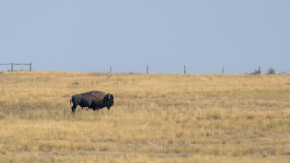 Bison dans le parc des Grasslands au sud de la Saskatchewan