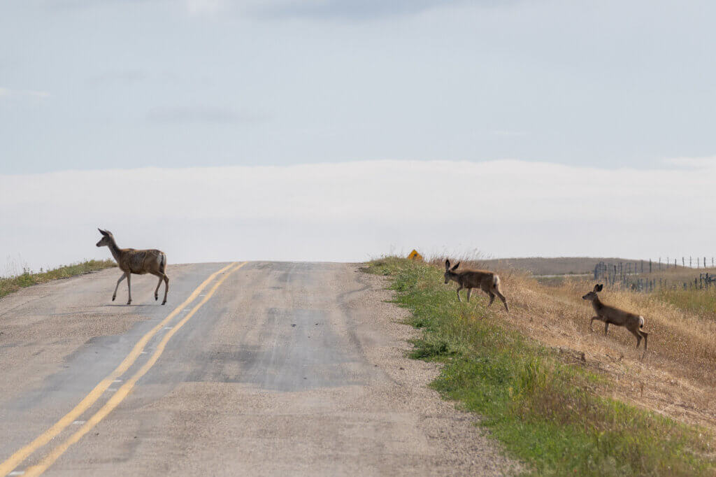 des cerfs de Virginie rencontrés sur la route dans les prairies au Canada