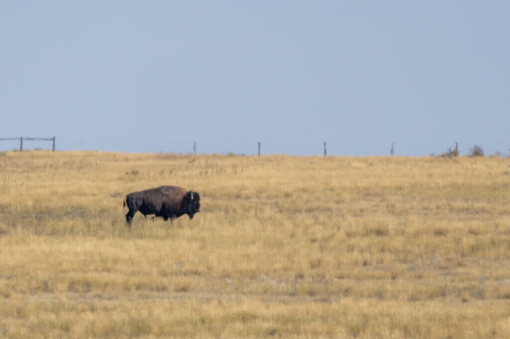 un bison dans le parc national des Prairies (Grasslands National Park) au Canada