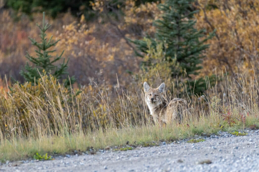 un renard (ou un coyote ?) sur la route vers Canmore
