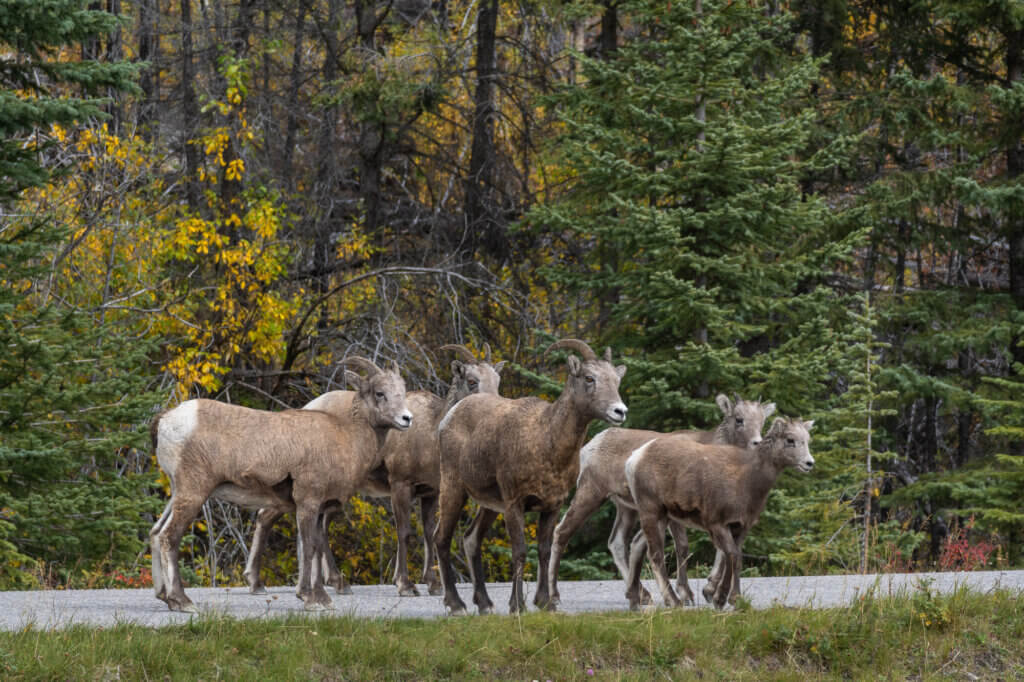 des béliers sur la route du Maligne Lake dans le parc national de Jasper au Canada