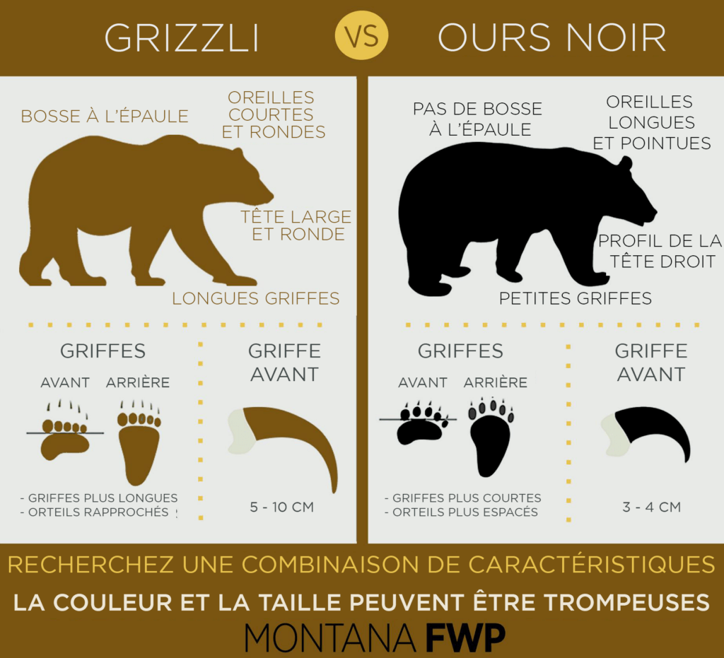 Différences entre un ours noir et un grizzli