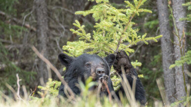 Ours noir dans les Rocheuses Canadiennes