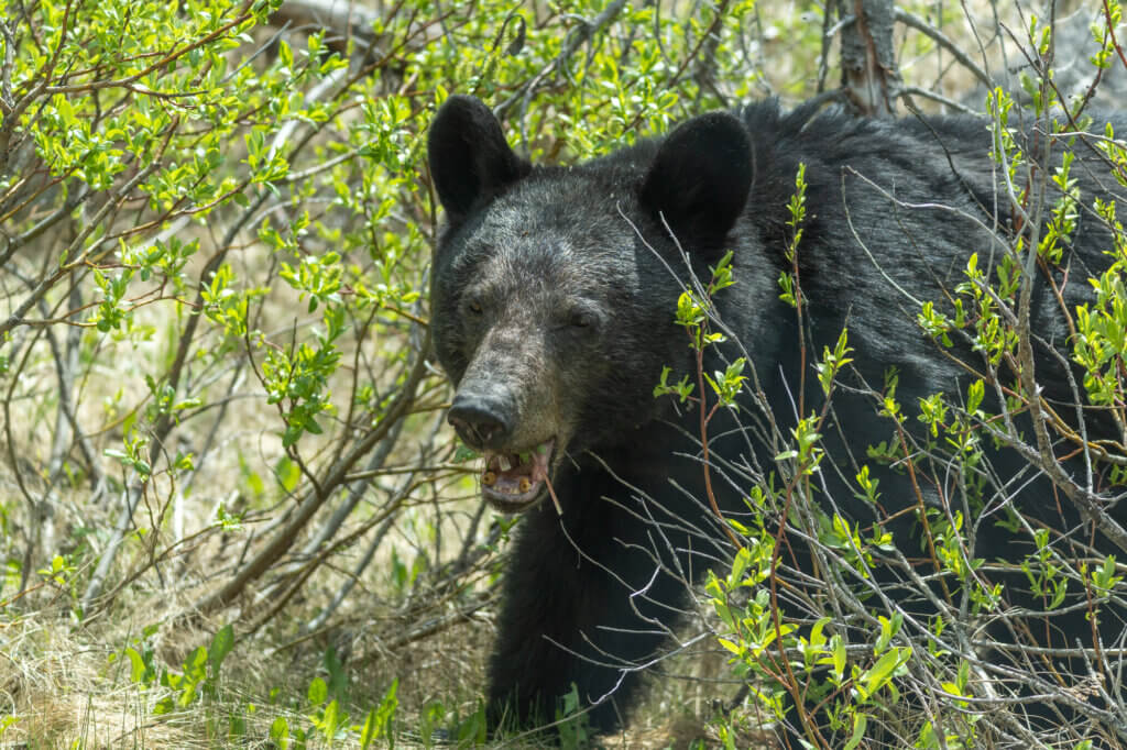 Ours noir dans l'ouest canadien