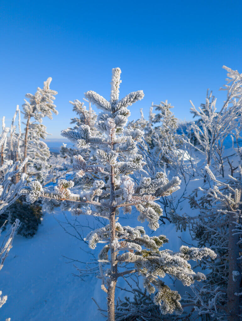 sapin sur le sentier du mont du lac des cygnes en hiver